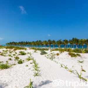 beach-v18550777