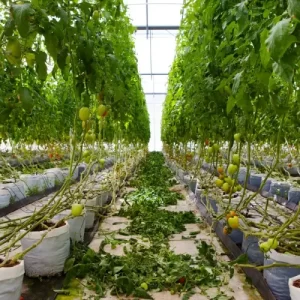 dorado-royal-hotel-iii