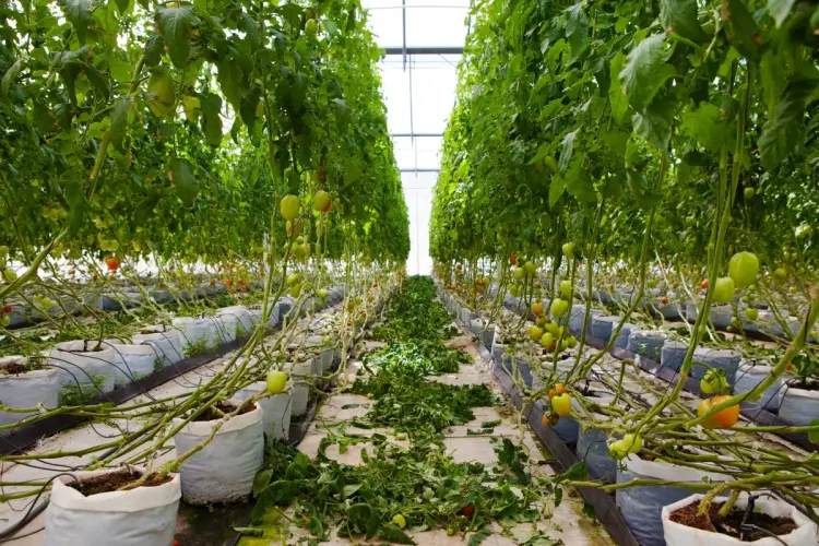 dorado-royal-hotel-iii