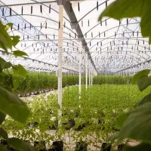 dorado-royal-hotel_3