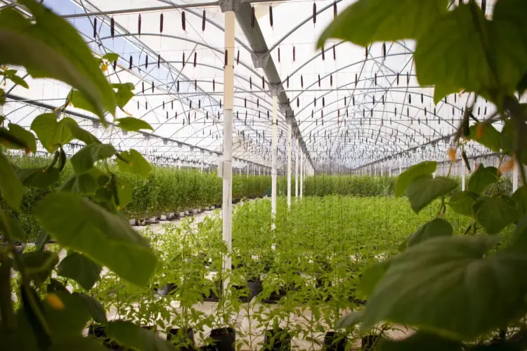 dorado-royal-hotel_3